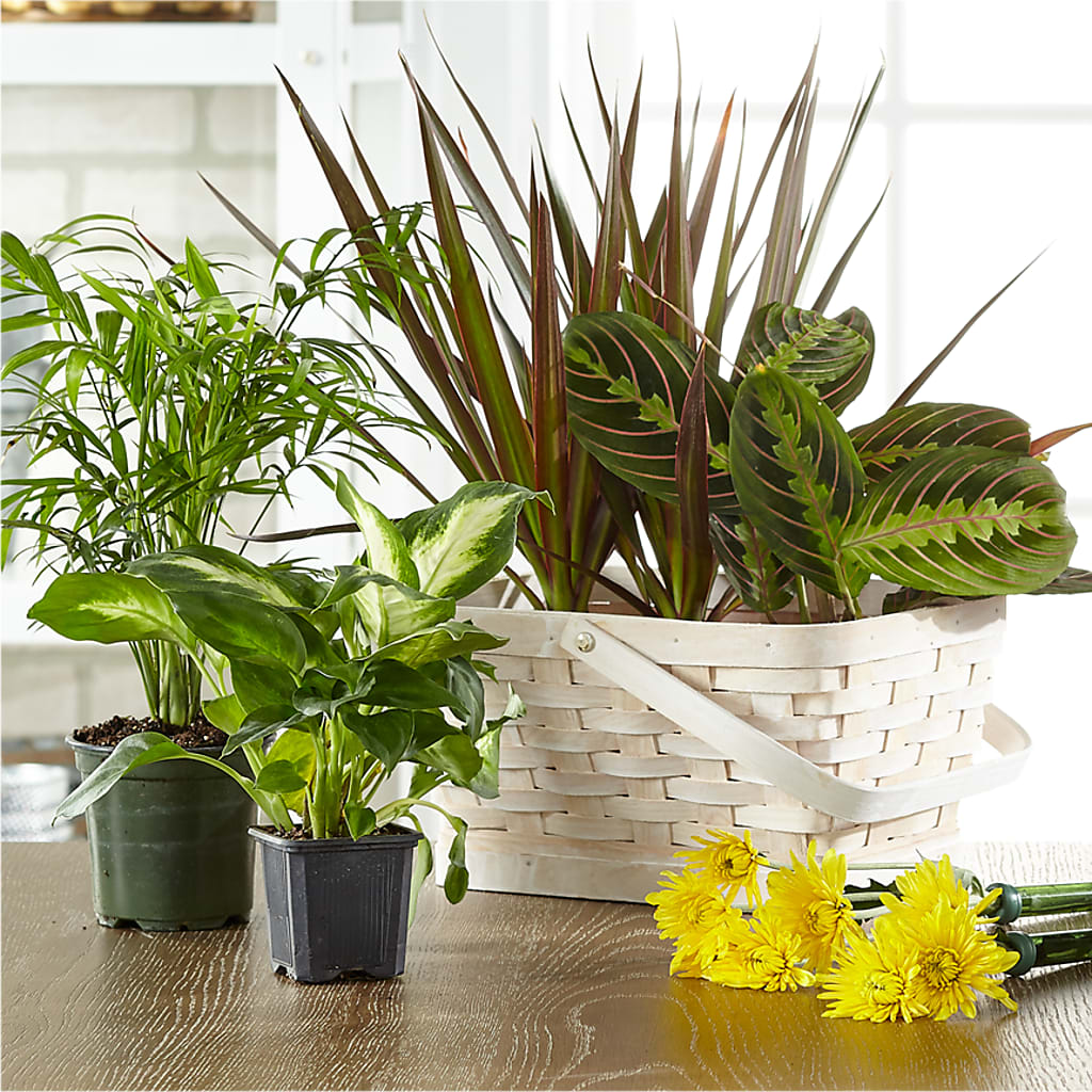 Florist Designed Blooming and Green Plants in a Basket – WATSON'S FLOWERS AND GIFTS, West Helena AR