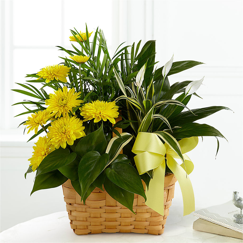 Loving Light Dishgarden – WATSON'S FLOWERS AND GIFTS, West Helena AR