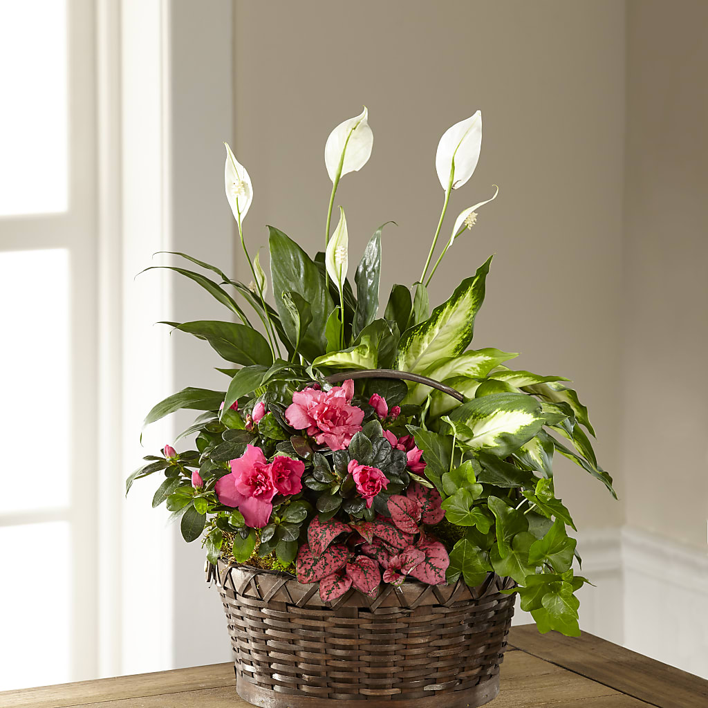 Dream in Pink Dishgarden – WATSON'S FLOWERS AND GIFTS, West Helena AR
