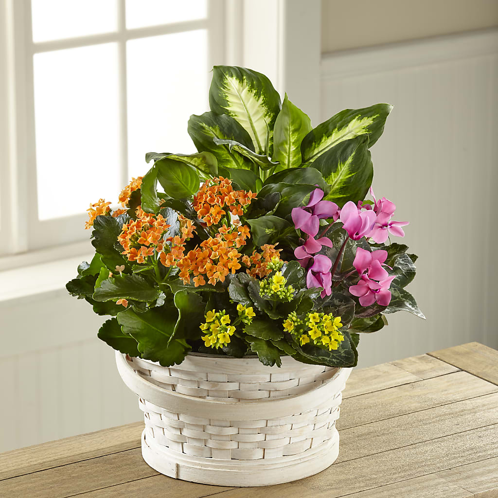 Color Crush Dishgarden – WATSON'S FLOWERS AND GIFTS, West Helena AR