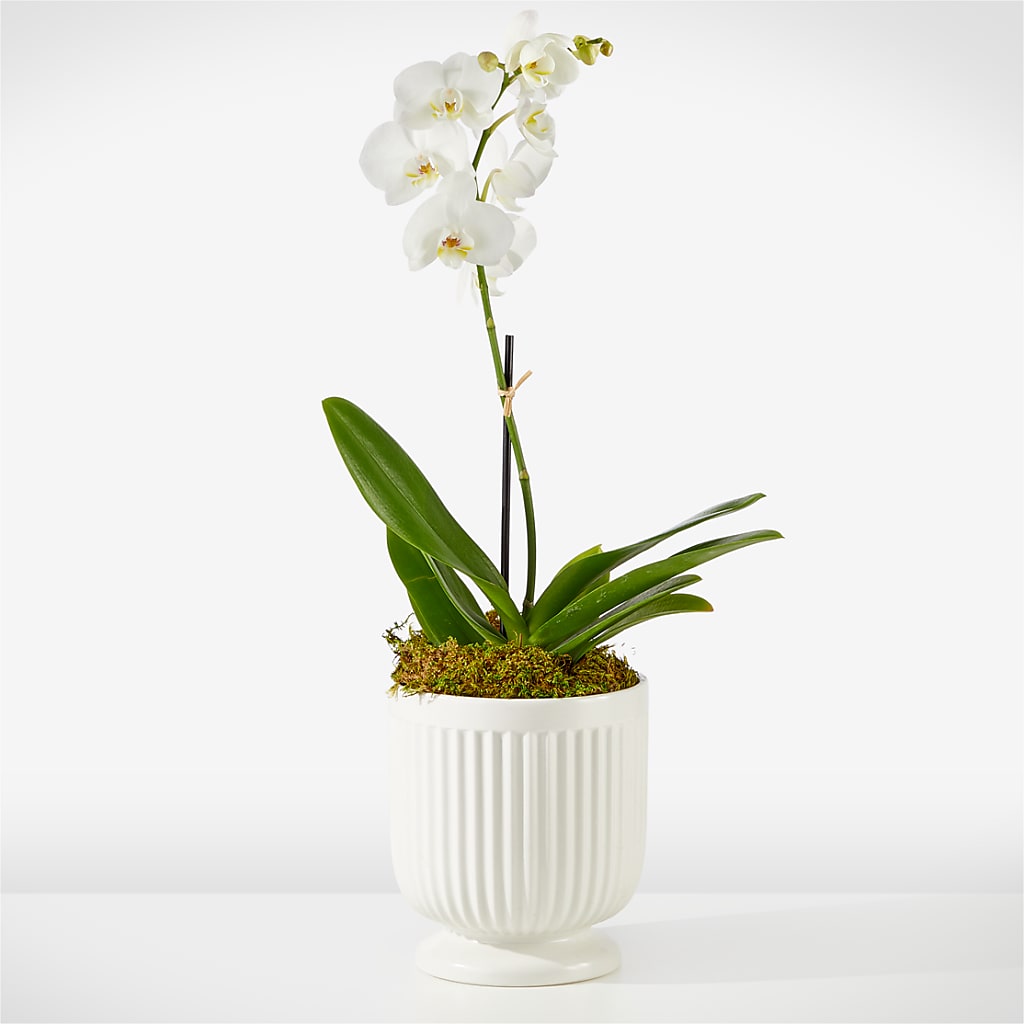 Whispering White Orchid – WATSON'S FLOWERS AND GIFTS, West Helena AR