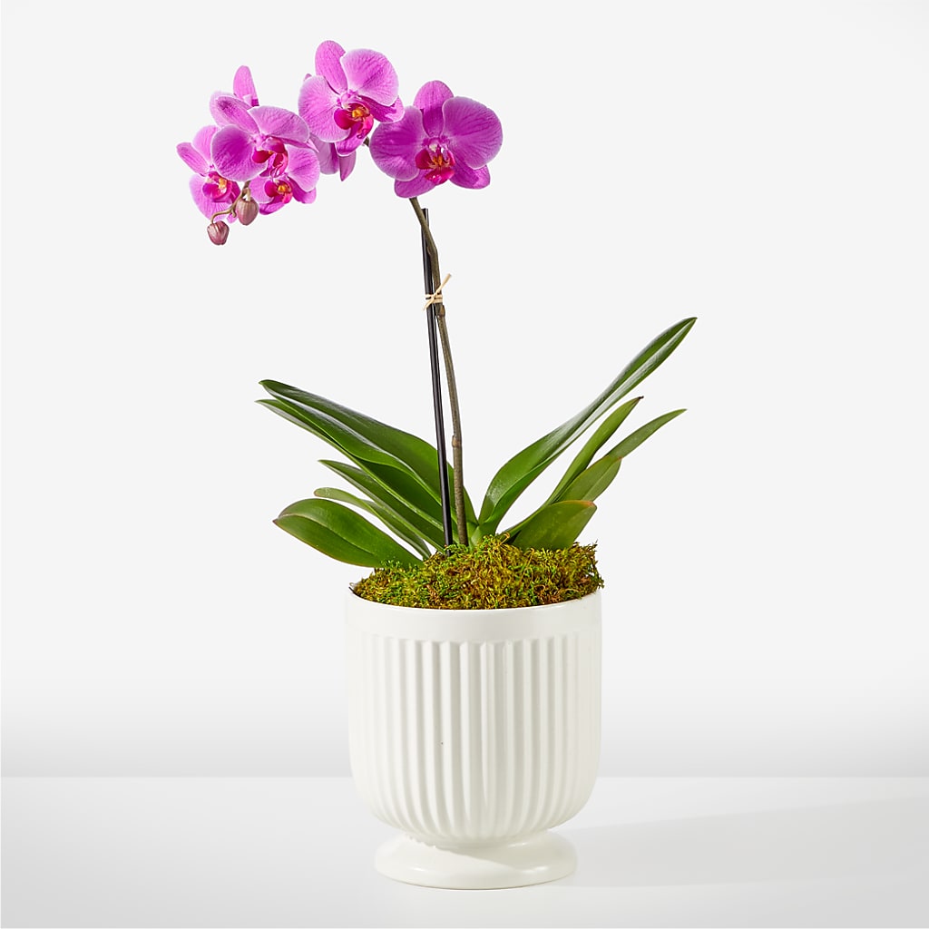 Friendly Fuchsia Orchid – WATSON'S FLOWERS AND GIFTS, West Helena AR