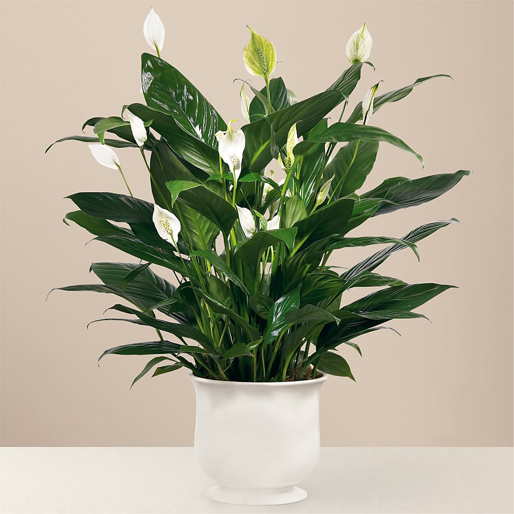 Comfort Planter – WATSON'S FLOWERS AND GIFTS, West Helena AR