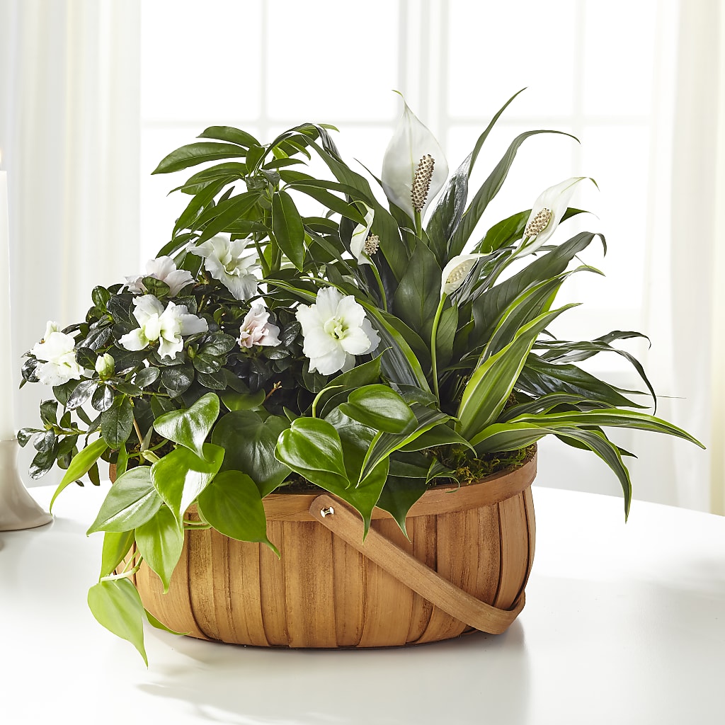 Serene Dishgarden – WATSON'S FLOWERS AND GIFTS, West Helena AR