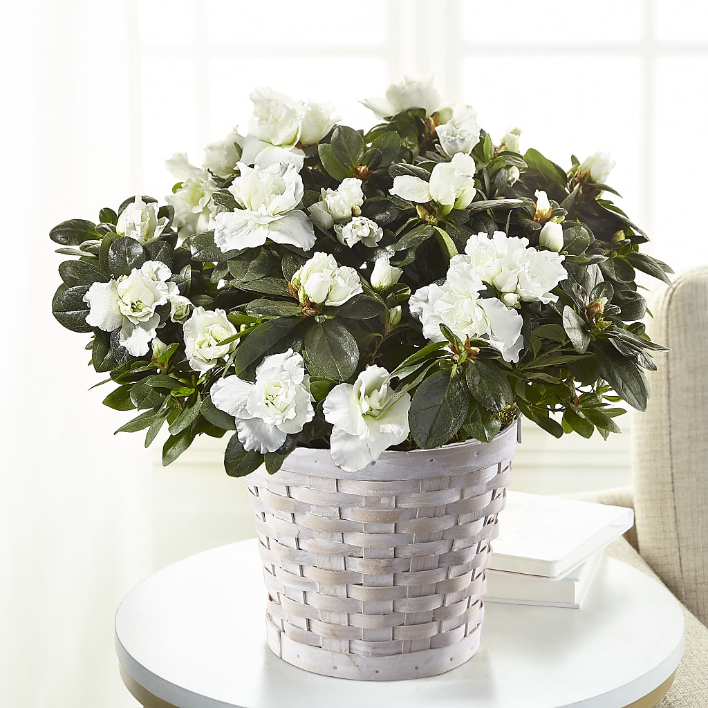 White Azalea Plant – WATSON'S FLOWERS AND GIFTS, West Helena AR