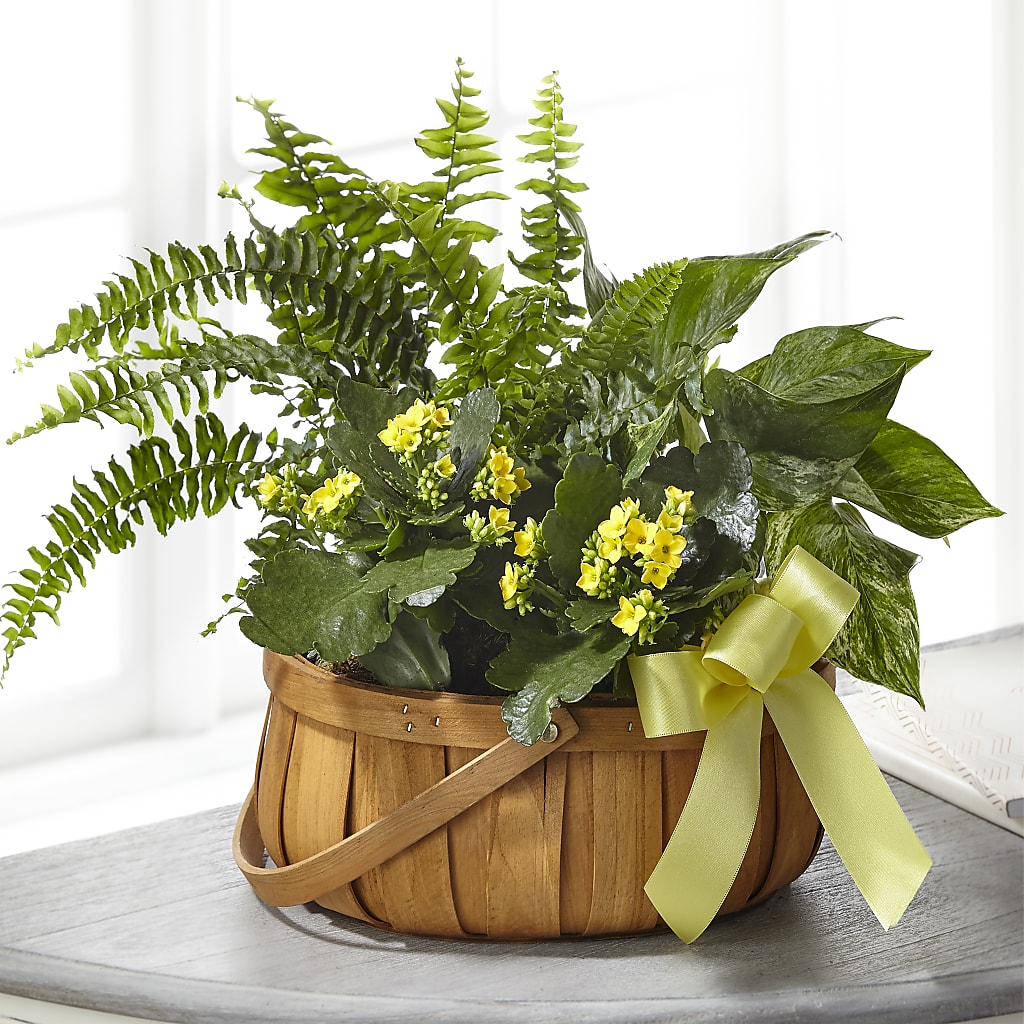 Always Dear Dishgarden – WATSON'S FLOWERS AND GIFTS, West Helena AR