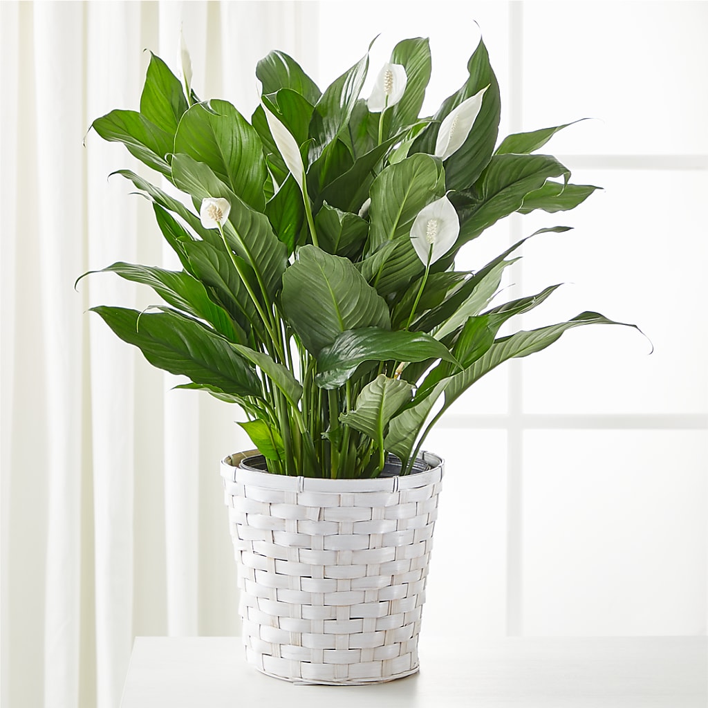 A New Leaf Peace Lily – WATSON'S FLOWERS AND GIFTS, West Helena AR