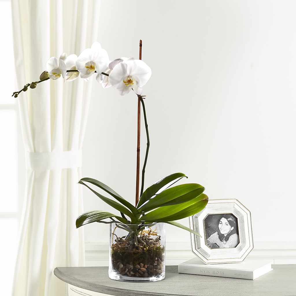 White Orchid Planter – WATSON'S FLOWERS AND GIFTS, West Helena AR