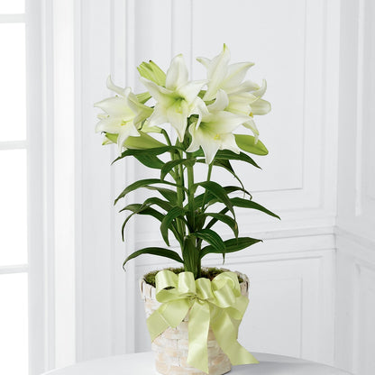 Easter Lily Plant – WATSON'S FLOWERS AND GIFTS, West Helena AR