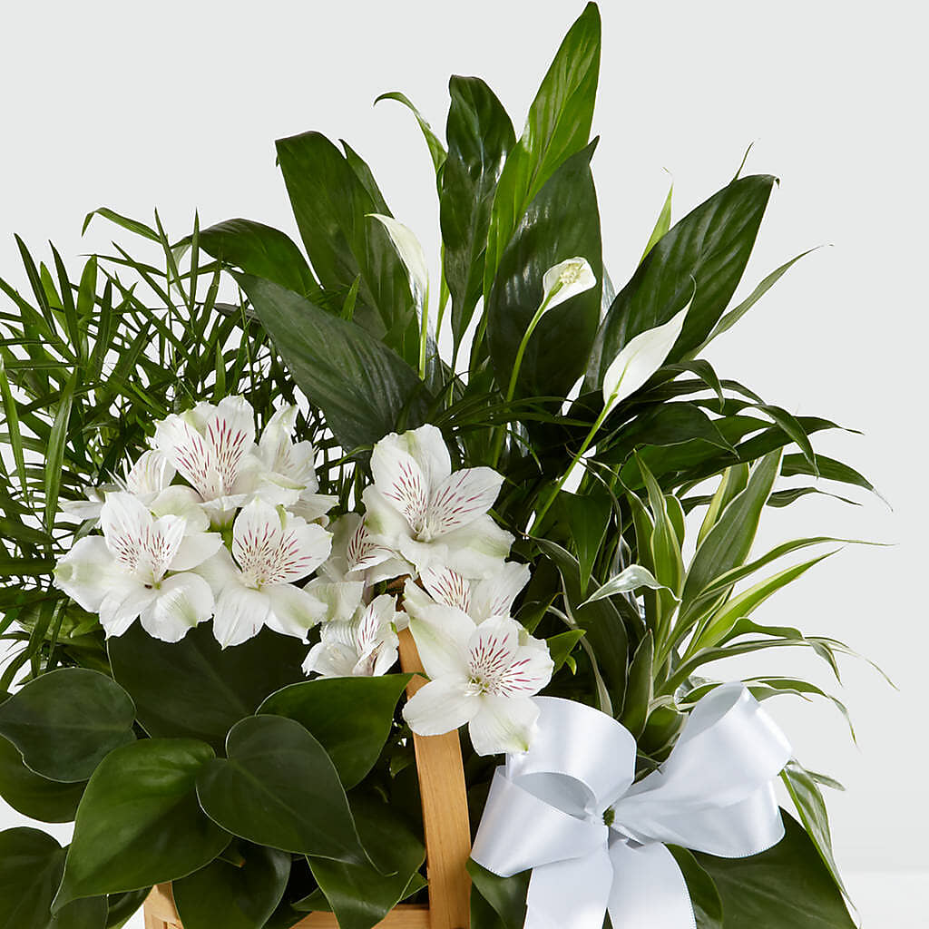 Peace & Serenity Dishgarden – WATSON'S FLOWERS AND GIFTS, West Helena AR