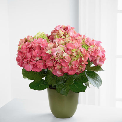Pink Hydrangea Planter – WATSON'S FLOWERS AND GIFTS, West Helena AR