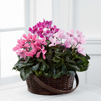 Mixed Cyclamen Planter – WATSON'S FLOWERS AND GIFTS, West Helena AR