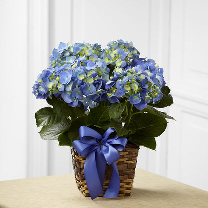Blue Hydrangea Planter – WATSON'S FLOWERS AND GIFTS, West Helena AR