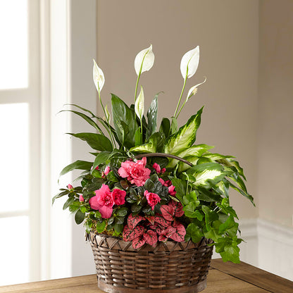 Dream in Pink Dishgarden – WATSON'S FLOWERS AND GIFTS, West Helena AR