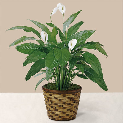 Tranquil Moments Peace Lily Plant – WATSON'S FLOWERS AND GIFTS, West Helena AR