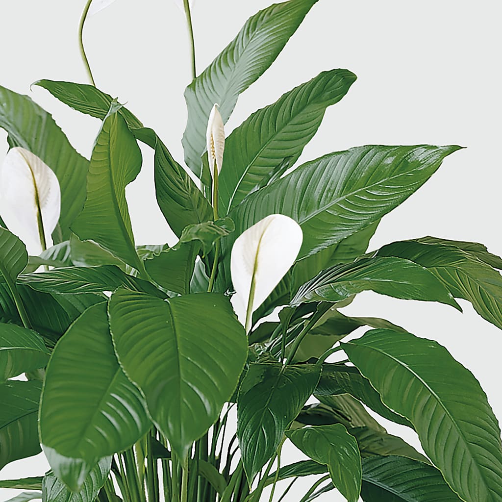 Tranquil Moments Peace Lily Plant – WATSON'S FLOWERS AND GIFTS, West Helena AR