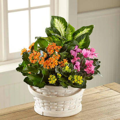 Color Crush Dishgarden – WATSON'S FLOWERS AND GIFTS, West Helena AR