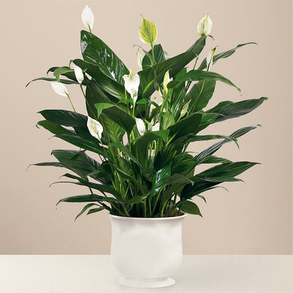 Comfort Planter – WATSON'S FLOWERS AND GIFTS, West Helena AR