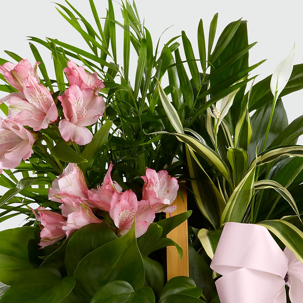 Living Spirit Dishgarden – WATSON'S FLOWERS AND GIFTS, West Helena AR