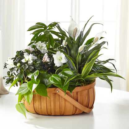 Serene Dishgarden – WATSON'S FLOWERS AND GIFTS, West Helena AR