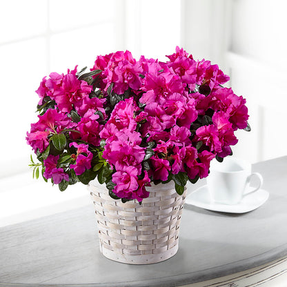 Hope & Serenity Azalea Plant – WATSON'S FLOWERS AND GIFTS, West Helena AR
