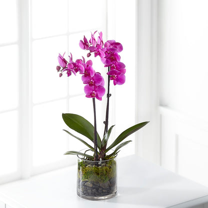 Pink Orchid Plant – WATSON'S FLOWERS AND GIFTS, West Helena AR