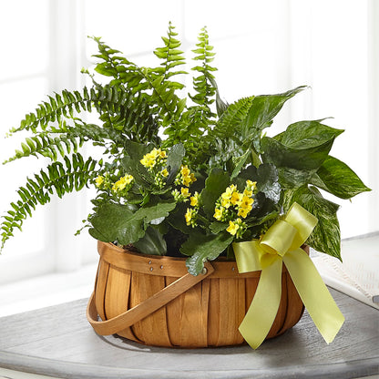 Always Dear Dishgarden – WATSON'S FLOWERS AND GIFTS, West Helena AR