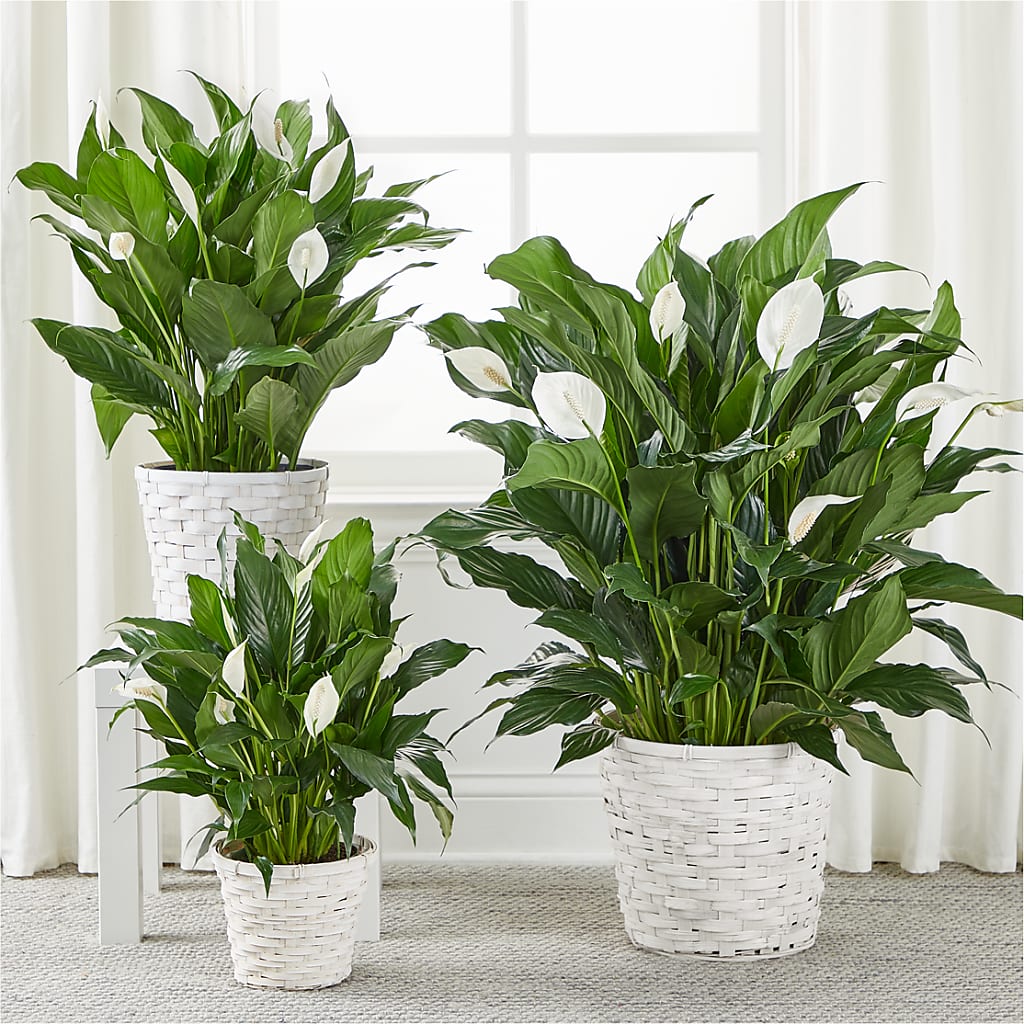 A New Leaf Peace Lily – WATSON'S FLOWERS AND GIFTS, West Helena AR