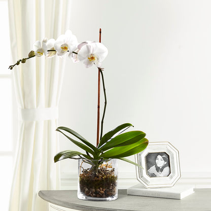 White Orchid Planter – WATSON'S FLOWERS AND GIFTS, West Helena AR